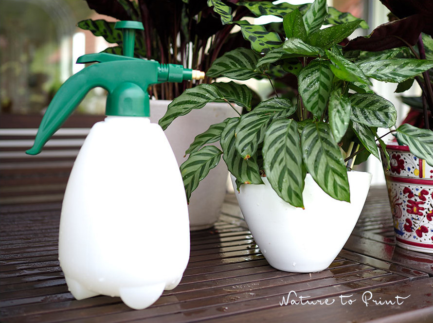 Kein Regen in Sicht, dann hilft auch die Blumenspritze.