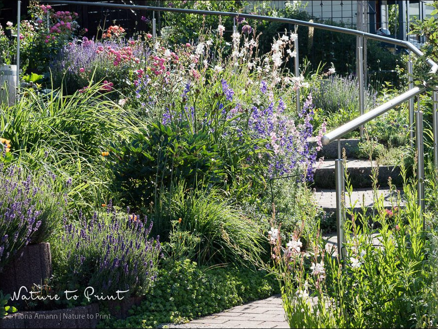Hangbeete bepflanzen in praller Südlage. Genügsame Stauden gedeihen dort trotzdem