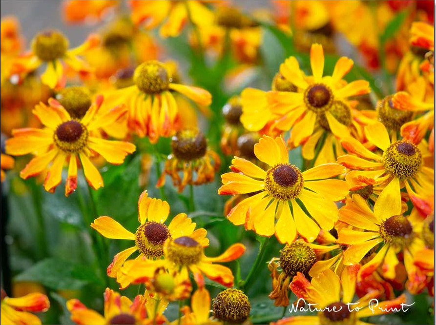 Prachtstaude Helenium 'Rauchtopaz', Sonnenbraut, Korbblütler und Bienenpflanze