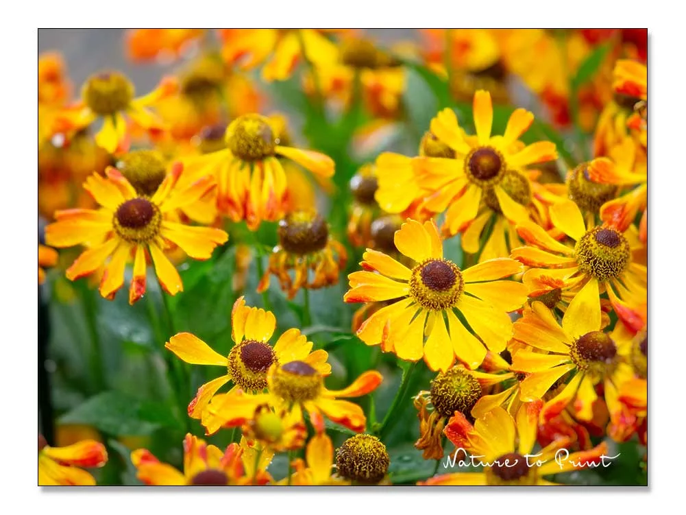 Prachtstaude Helenium 'Rauchtopaz', Sonnenbraut, Korbblütler und Bienenpflanze