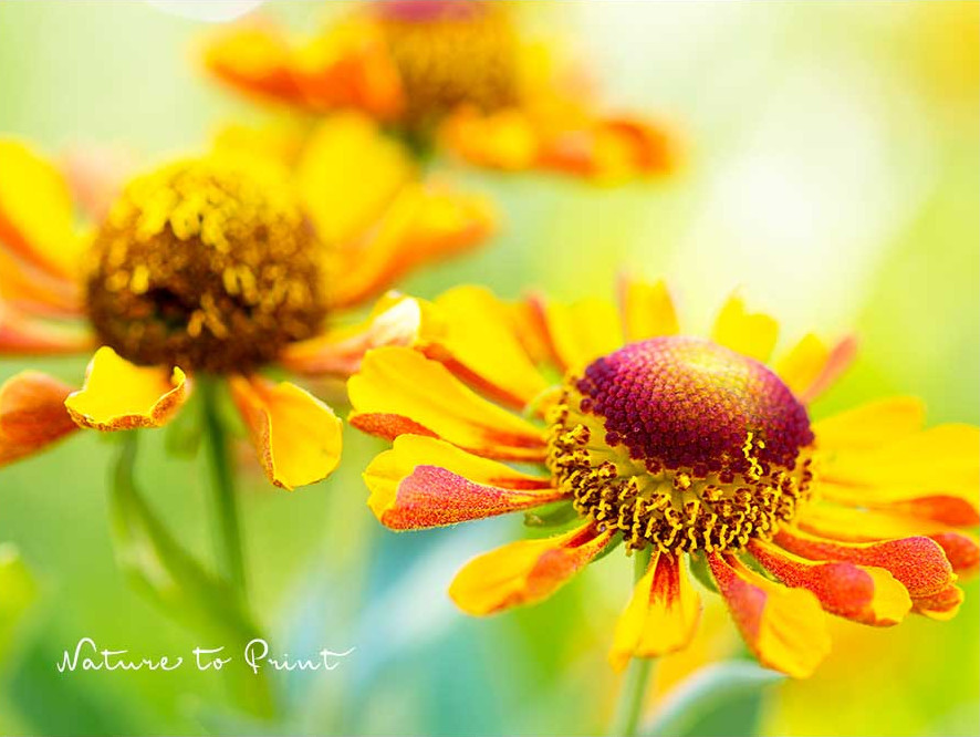 Helenium glänzt im Sonnenlicht