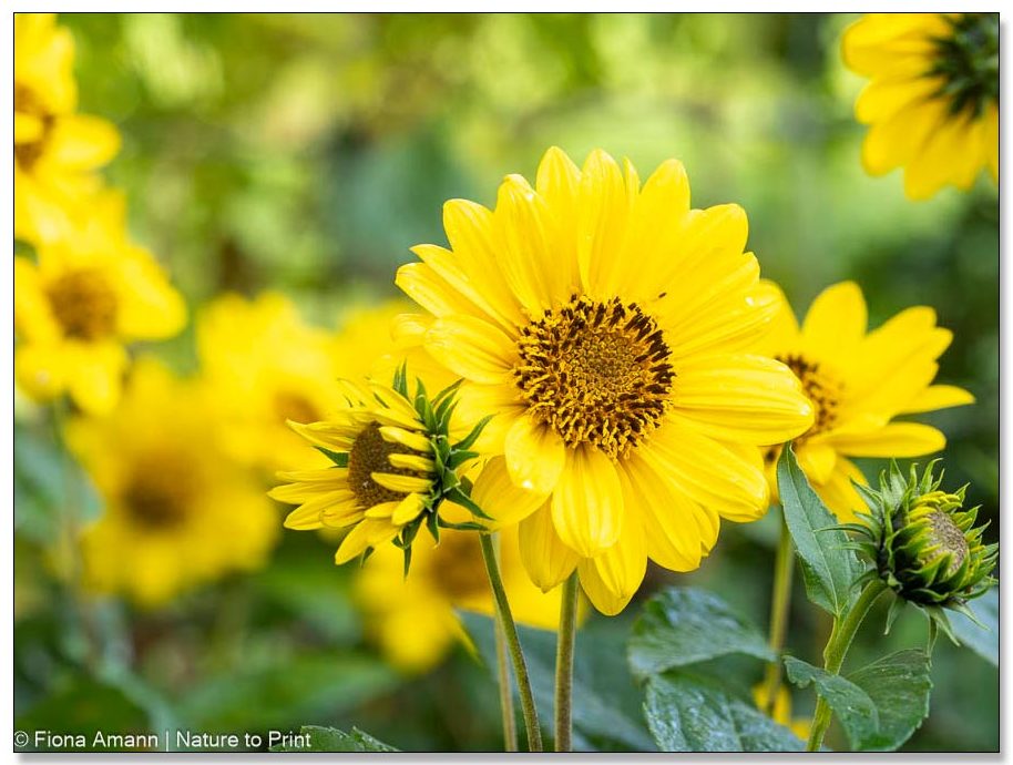 Staudensonnenblume Helianthus_Grande_Triumpf Staudensonnenblume Helianthus_Grande_Triumpf
