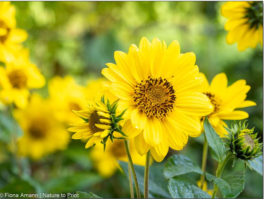 Staudensonnenblume Helianthus_Grande_Triumpf