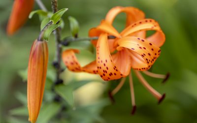 Sommerspiele! Meine 35 schönsten Sommerblüher