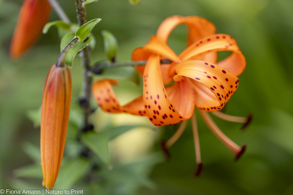 Sommerblüher Türkenbund, Mandarin-Lilie