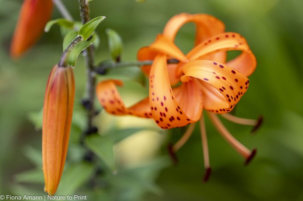 Sommerblüher Türkenbund, Mandarin-Lilie