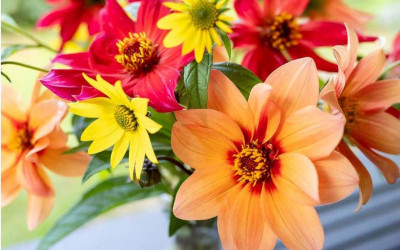 Der Blumengarten im September. 15 Praxis-Tipps & Aufgaben