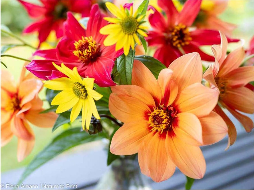 Der Blumengarten im September. 15 Praxis-Tipps & Aufgaben