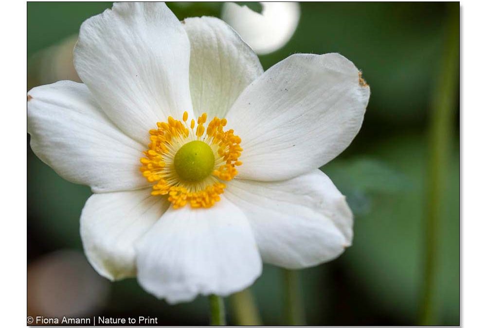 Japanische Herbst-Anemone, glamouröse Diva für Sonne & Halbschatten