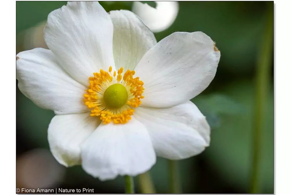 Japanische Herbst-Anemone, glamouröse Diva für Sonne & Halbschatten