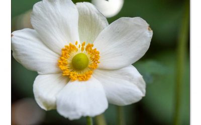 Japanische Herbst-Anemone, glamouröse Diva für Sonne & Halbschatten