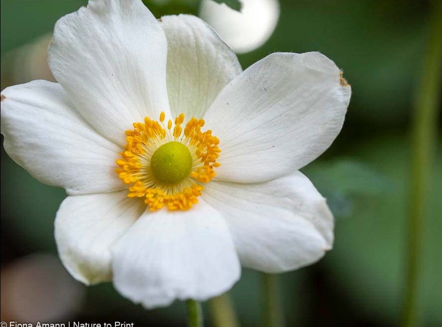 Japanische Herbst-Anemone, glamouröse Diva für Sonne & Halbschatten