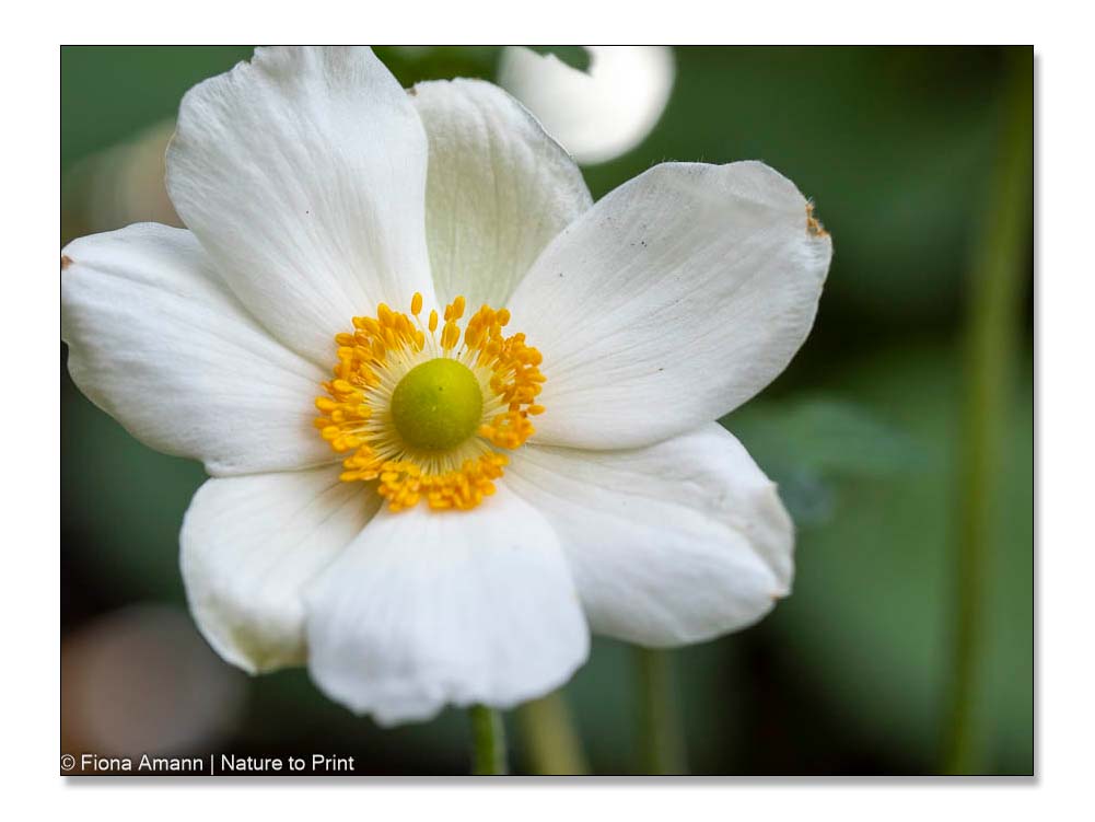 Japanische Herbst-Anemone, glamouröse Diva für Sonne & Halbschatten