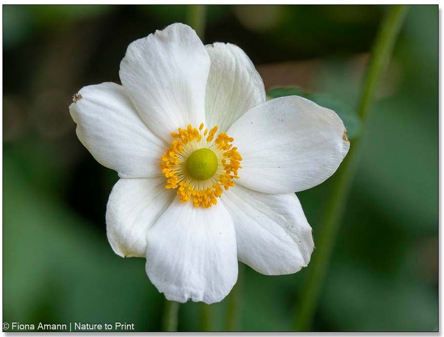 Japanische Herbstanemone, hübsche Diva Japanische Herbstanemone, hübsche Diva