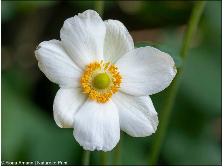Japanische Herbstanemone, hübsche Diva