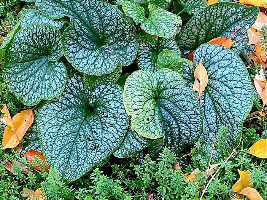 So machen Sie den Garten winterfest! 10 Tipps