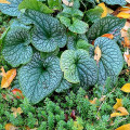 So machen Sie den Garten winterfest! 10 Tipps 5 Garten winterfest machen. Brunnera und Rosenwaldmeister