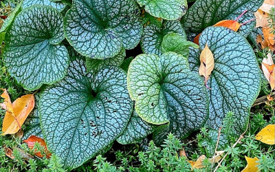 So machen Sie den Garten winterfest! 10 Tipps