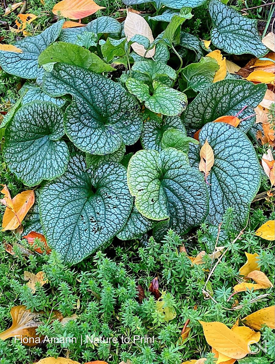 Garten winterfest machen. Brunnera und Rosenwaldmeister