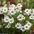 Der Blumengarten im Oktober. Was ist zu tun? Herbstmargeriten blühen