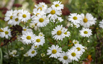 Der Blumengarten im Oktober. 15 Gartentipps.