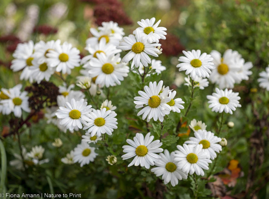 Der Blumengarten im Oktober. 15 Gartentipps.