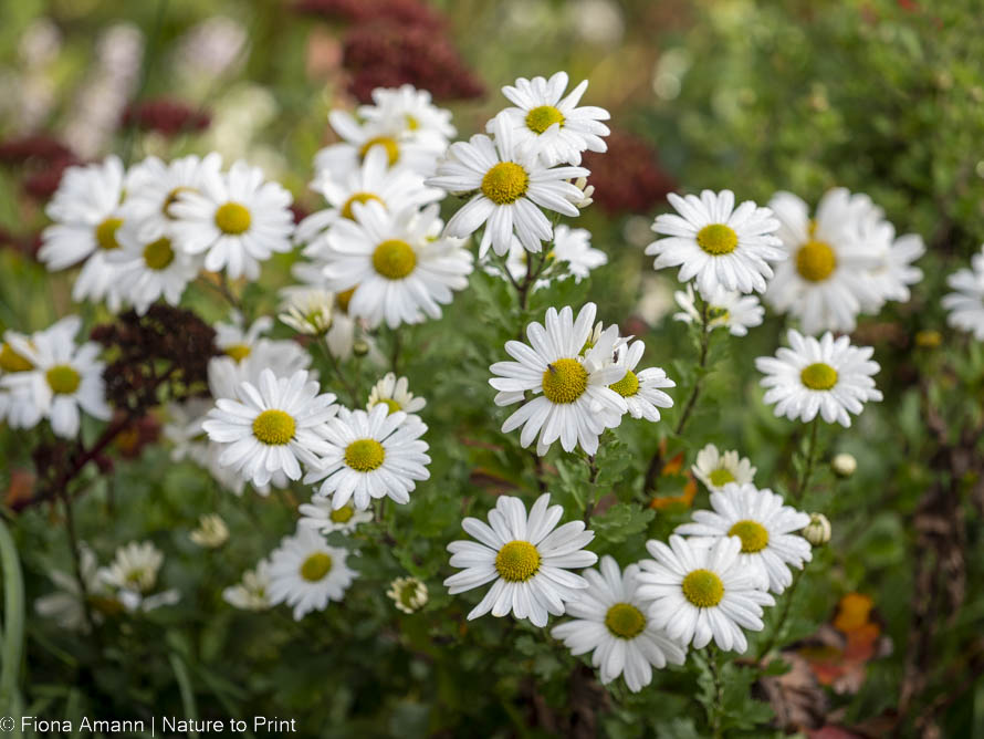 Der Blumengarten im Oktober. Was ist zu tun? Herbstmargeriten blühen