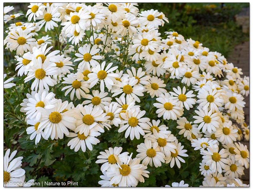 Fröhliche Herbstmargerite, Insektenweide und großartiger Herbstblüher Herbstmargerite, Insektenweide und Herbstblüher