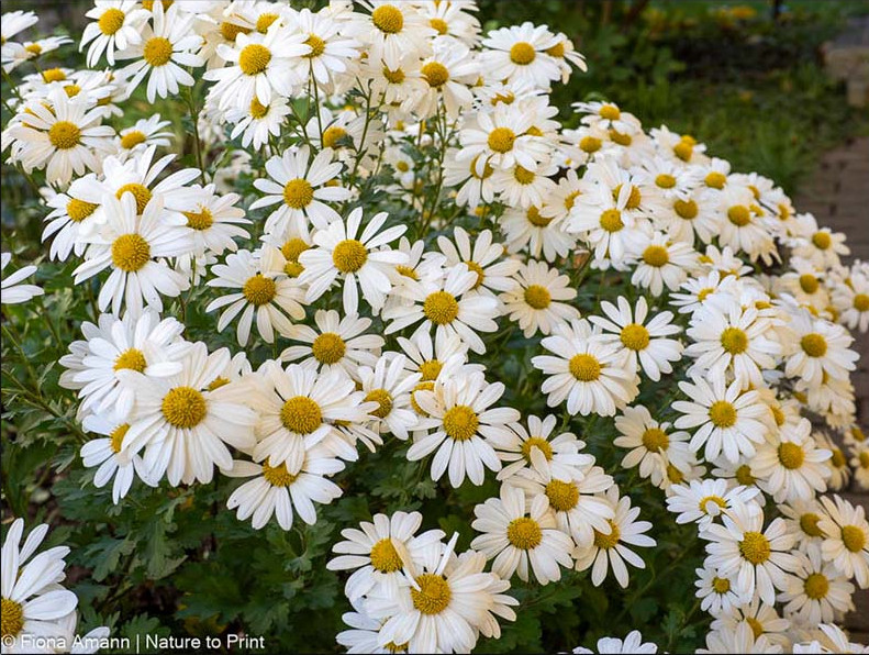 Herbstmargeriten blühen spät, aber überreich ab September 