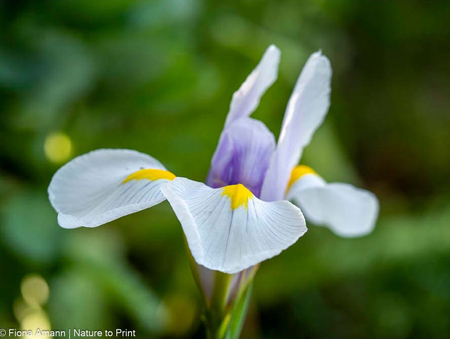 Iris hollandica, Holland-Iris oder Holländische Iris, eine unkomplizierte Zwiebeliris, die im Mai blüht.