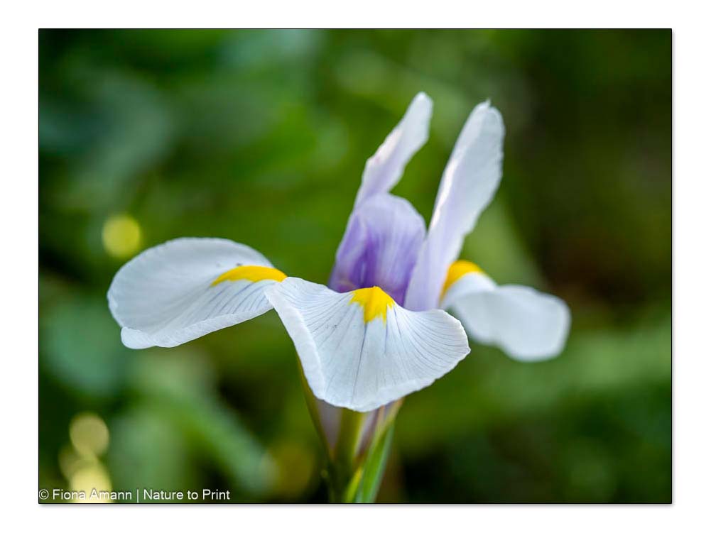Iris hollandica, Holland-Iris oder Holländische Iris, eine unkomplizierte Zwiebeliris, die im Mai blüht.