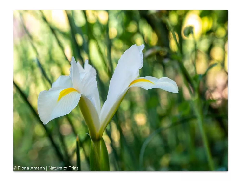 Weiße Hollandiris versteckt sich zwischen Allium / Zierlauch