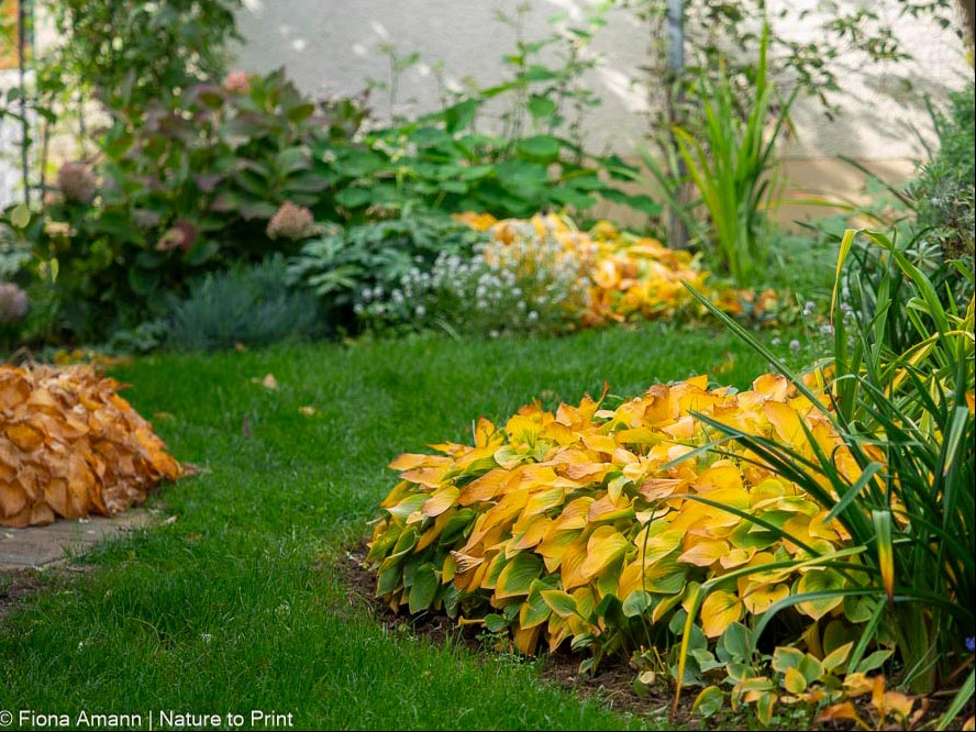 Minihostas aus der Mouse-Kollektion malen den Herbst golden. Minihostas aus der Mouse-Kollektion malen den Herbst golden.