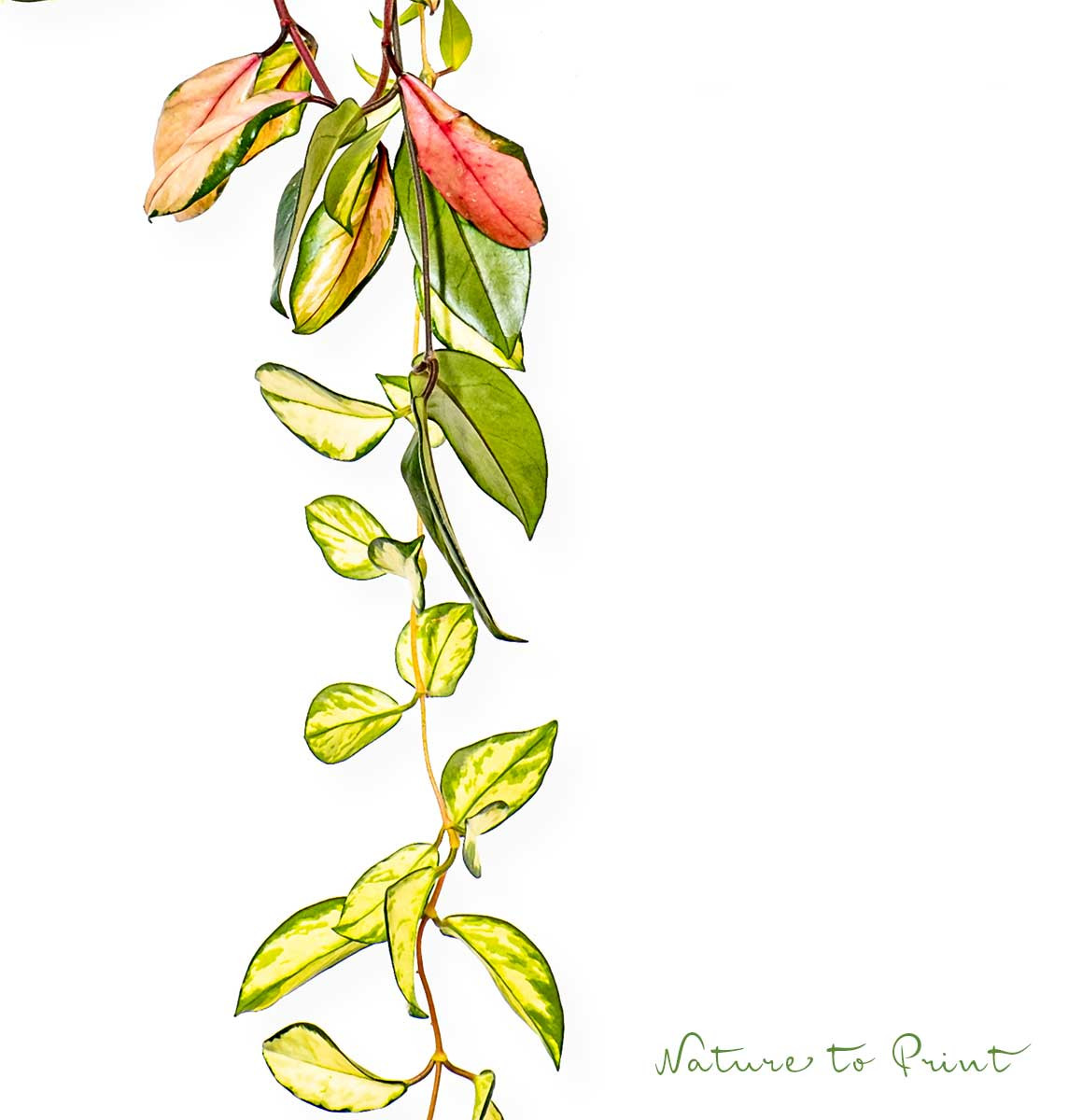 Hoya Tricolor bleibt am richtigen Standort gesund und bildet hübsche, glänzende, ledrige, bunte Blätter Hoya Tricolor bleibt am richtigen Standort gesund und bildet bunte Blätter