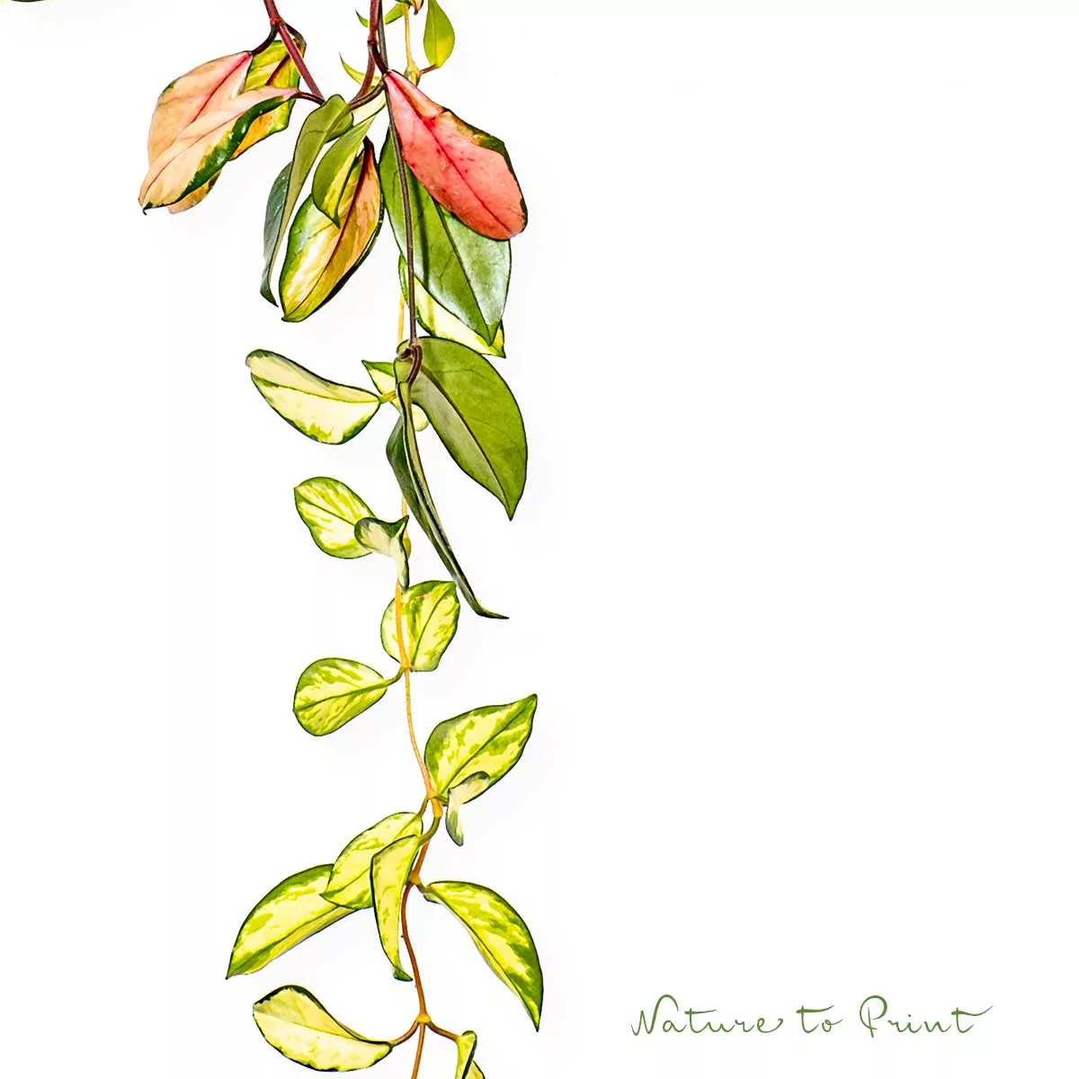 Hoya Tricolor bleibt am richtigen Standort gesund und bildet bunte Blätter