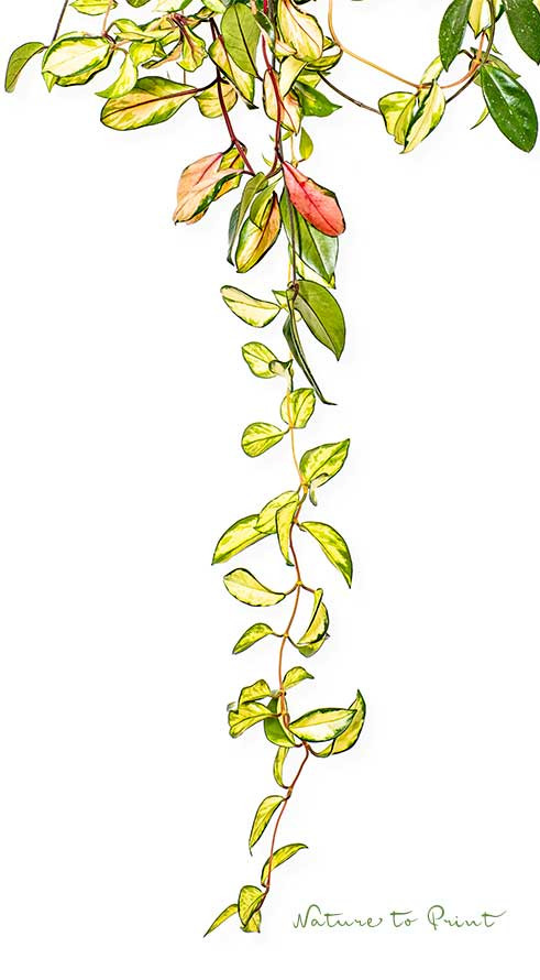 Hoya cornosa Tricolor macht lange, anfangs rote Blatt-Triebe