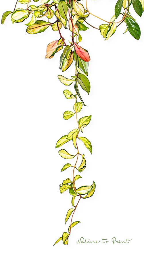Hoya cornosa Tricolor macht lange, anfangs rote Blatt-Triebe