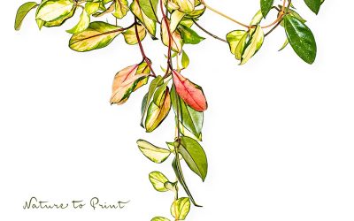 Porzellanblume Hoya cornosa Tricolor, pflegeleichte Zimmerpflanze für Anfänger