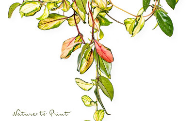 Porzellanblume Hoya cornosa Tricolor, pflegeleichte Zimmerpflanze für Anfänger