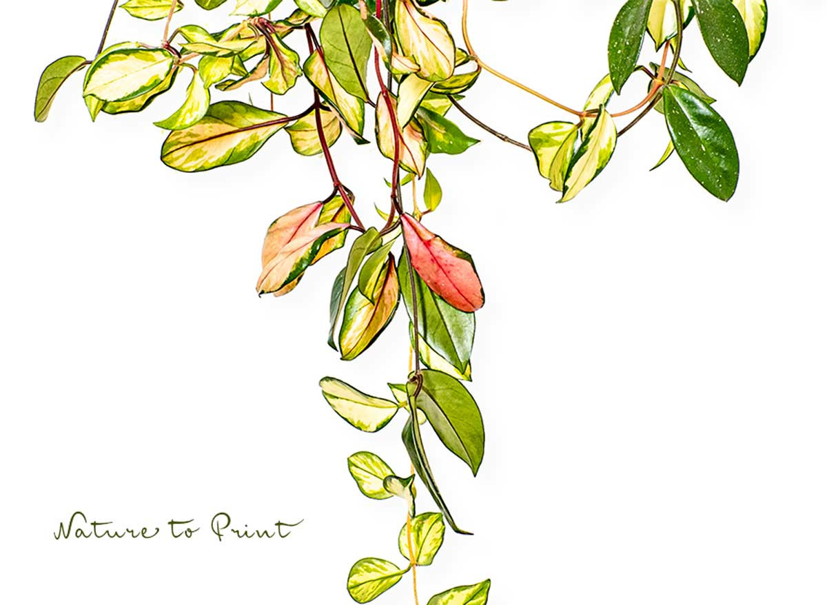 Geliebte Zimmerpflanzen 6 Porzellanblume Hoya cornosa Tricolor, pflegeleichte Zimmerpflanze für Anfänger