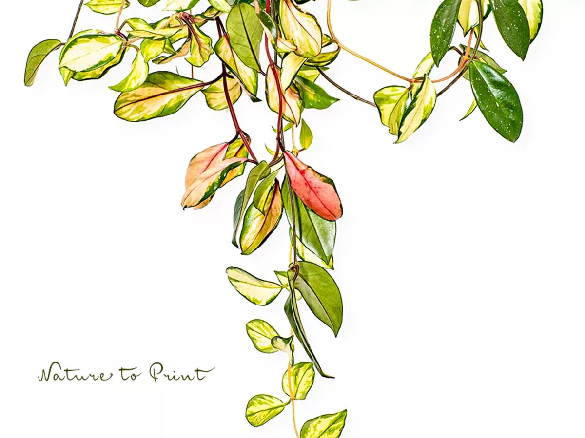 Porzellanblume Hoya cornosa Tricolor, pflegeleichte Zimmerpflanze für Anfänger