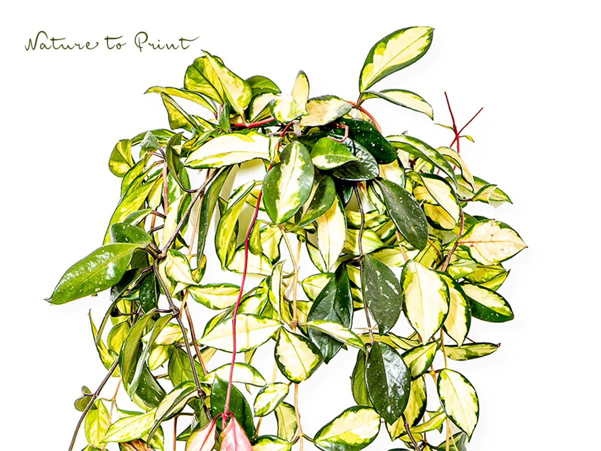 Hoya Tricolor entwickelt lange Triebe mit bunt panaschierten Blättern
