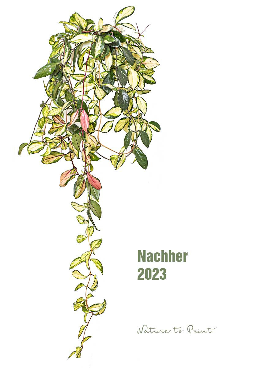 In fünf Jahren entwickelte sich die Porzellanblume zur üppigen Hängepflanze mit langen, mehrfach um den Topf gewickelten Trieben. In nur fünf Jahren entwickelte sich die Porzellanblume zur üppigen Hängepflanze mit langen Trieben