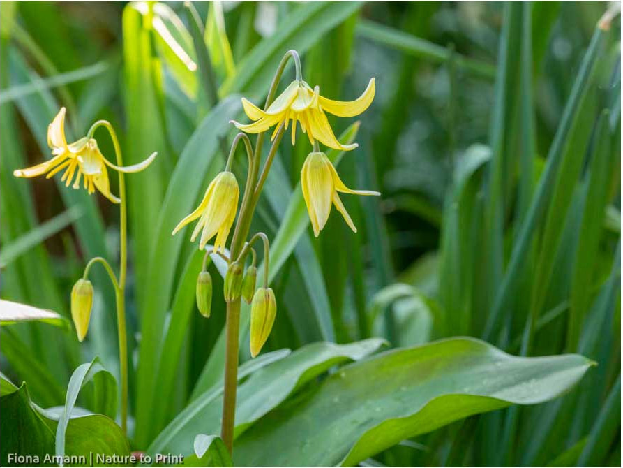 Hundszahn, Forellenlilie, blüht in schattigen und halbschattigen Beeten