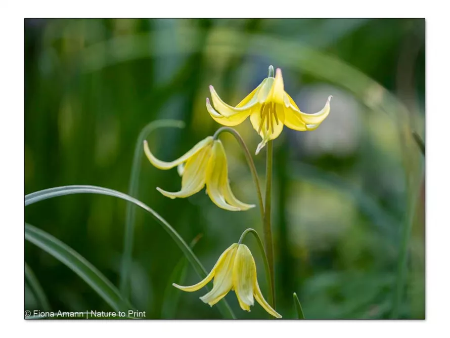 Hundszahn, Forellenlilie im Garten von Nature to Print