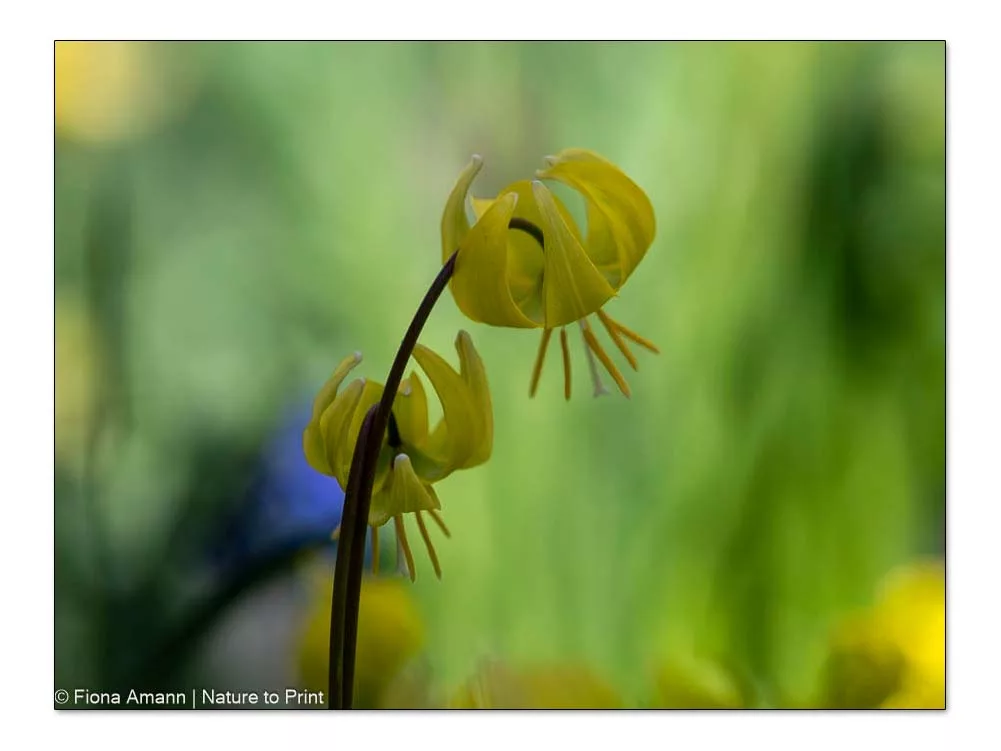 Die Blüten der Forellenlilie erinnern an den Türkenbund, eine heimische Lilie.