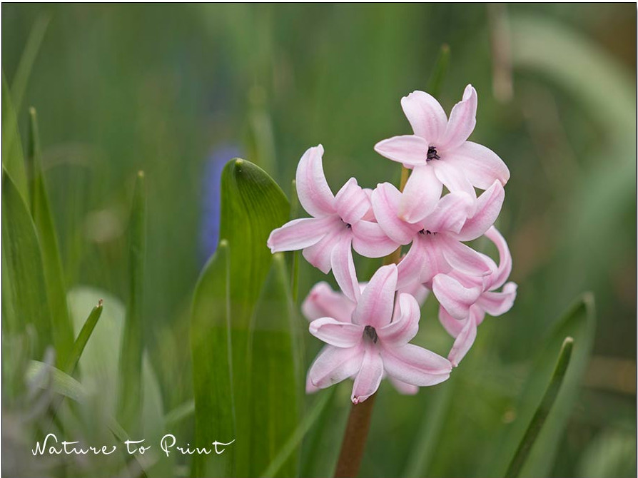 Hyazinthen blühen jedes Jahr aufs Neue, aber ihre Blüten sind kleiner Hyazinthen blühen jedes Jahr aufs Neue, aber ihre Blüten sind kleiner