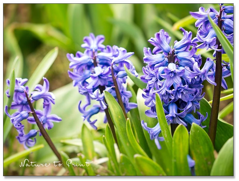 Blaue Hyazinthen im Frühlingsgarten brauchen Dünger