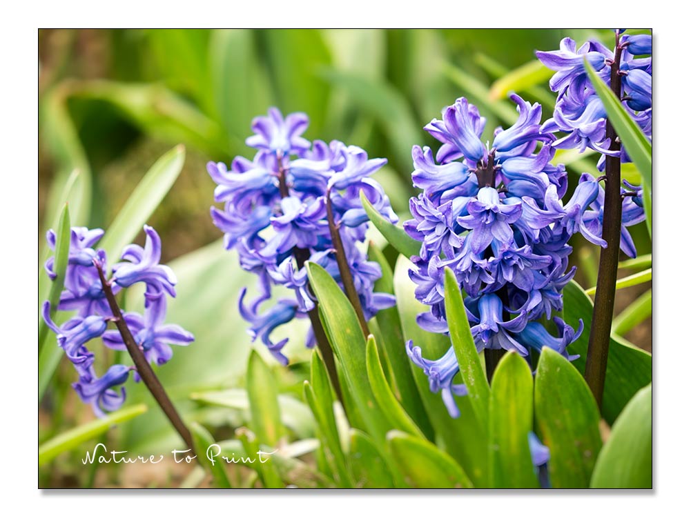 Blaue Hyazinthen im Frühlingsgarten brauchen Dünger