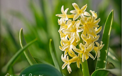 Hyazinthen. Der verlockend süße Duft des Frühlings